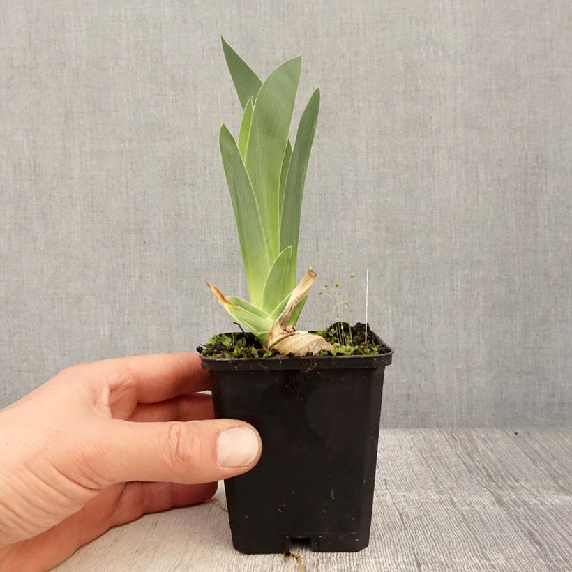Spécimen de Iris germanica Modern Woman - Iris des Jardins Godet de 8/9 cm tel que livré au printemps