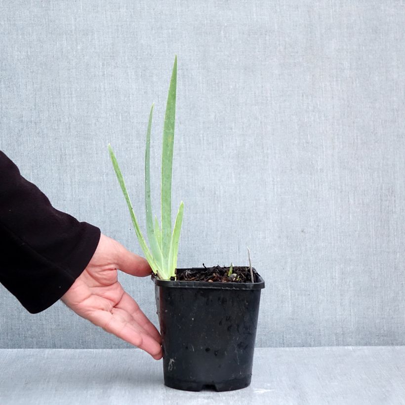 Spécimen de Iris germanica Natchez Trace - Iris des Jardins  Pot de 1,5L/2L tel que livré en automne