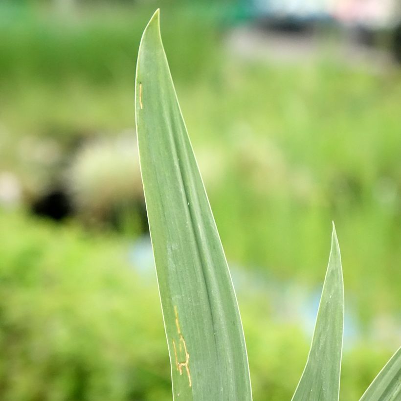Iris germanica Night Edition (Feuillage)