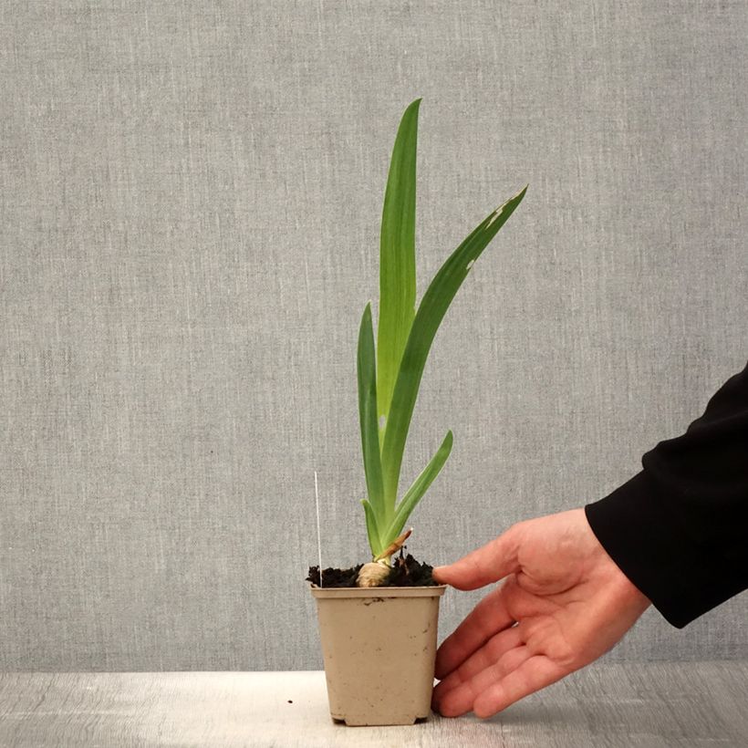 Spécimen de Iris germanica Noctambule - Iris des Jardins Godet de 8/9 cm tel que livré au printemps