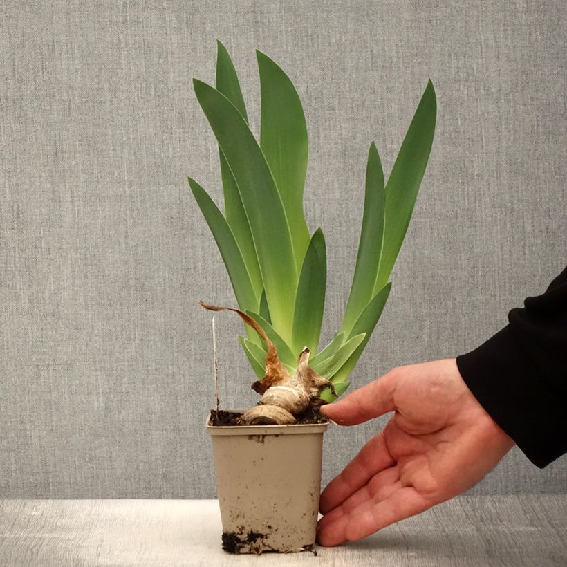 Spécimen de Iris germanica Oh! Susannah - Iris des Jardins Godet de 8/9 cm tel que livré au printemps