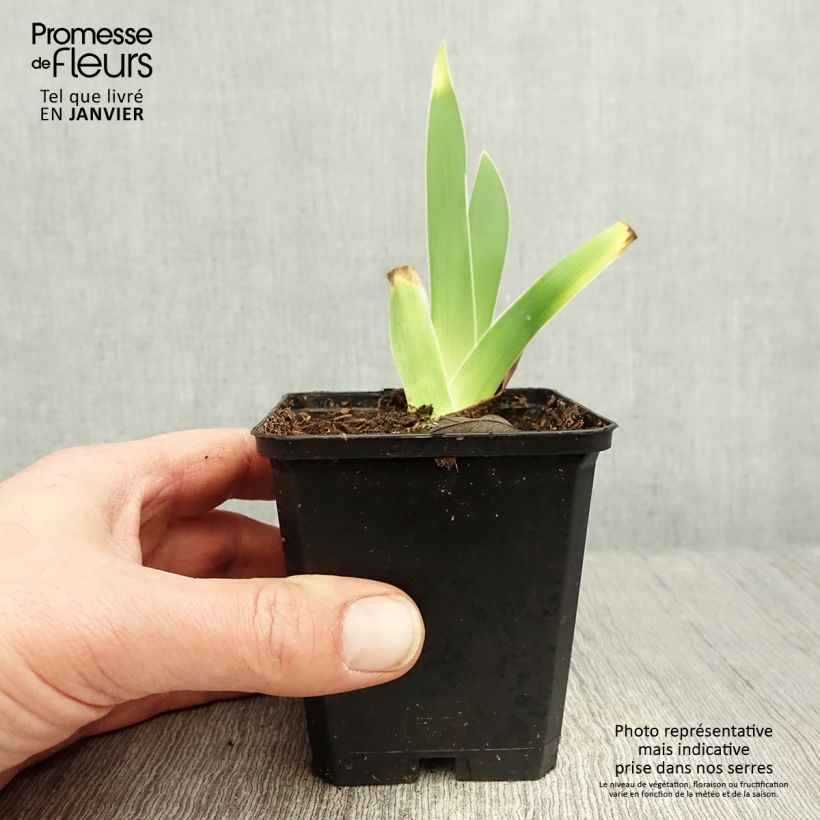 Spécimen de Iris germanica On En Rêve - Iris des Jardins Rhizome, Calibre 10/15, qualité extra tel que livré en hiver