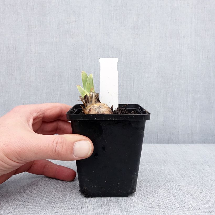 Spécimen de Iris germanica On The Move - Iris des Jardins Godet de 8/9 cm tel que livré en hiver