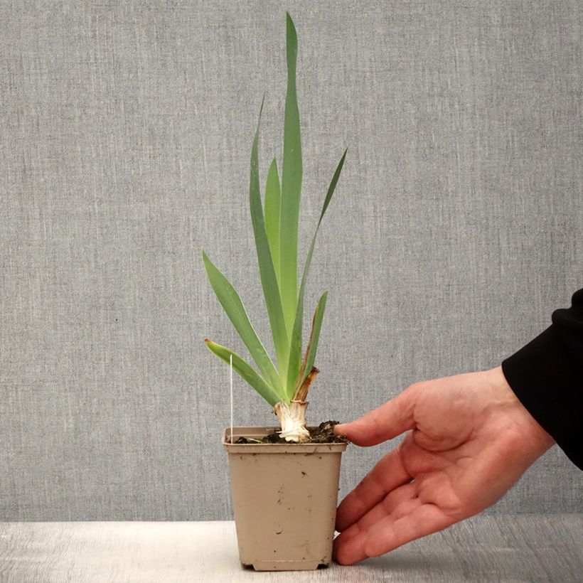 Spécimen de Iris germanica Pinnacle - Iris des Jardins Godet de 8/9 cm, Calibre 4/6 tel que livré au printemps