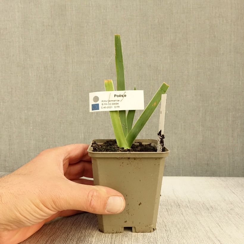 Spécimen de Iris germanica Poésie - Iris des Jardins Rhizome, Calibre 10/15, qualité extra tel que livré en automne
