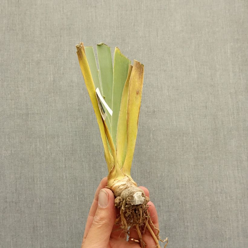 Spécimen de Iris germanica Polar Shift - Grand Iris des Jardins Rhizome tel que livré en hiver