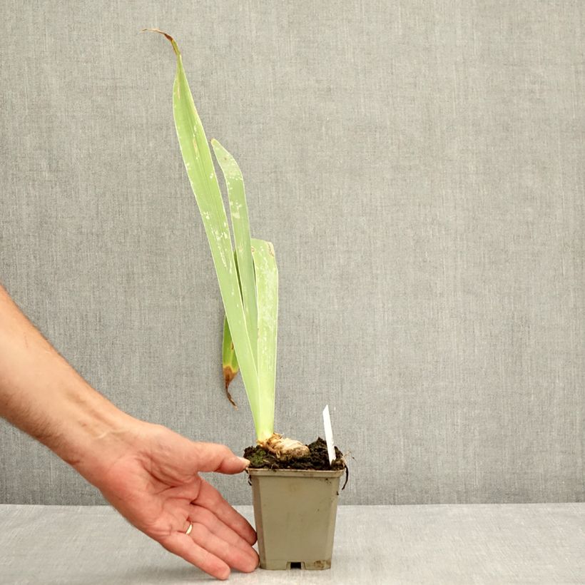 Spécimen de Iris germanica Profond Soupir - Grand Iris des Jardins Godet de 8/9 cm tel que livré en été