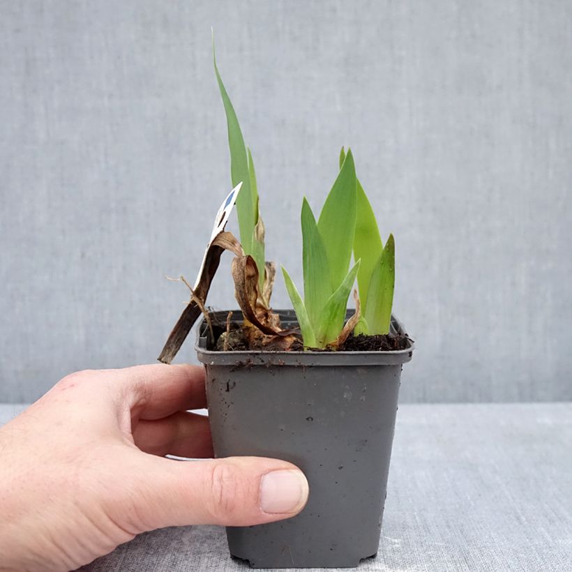 Spécimen de Iris germanica Provençal Godet de 8/9 cm tel que livré en hiver