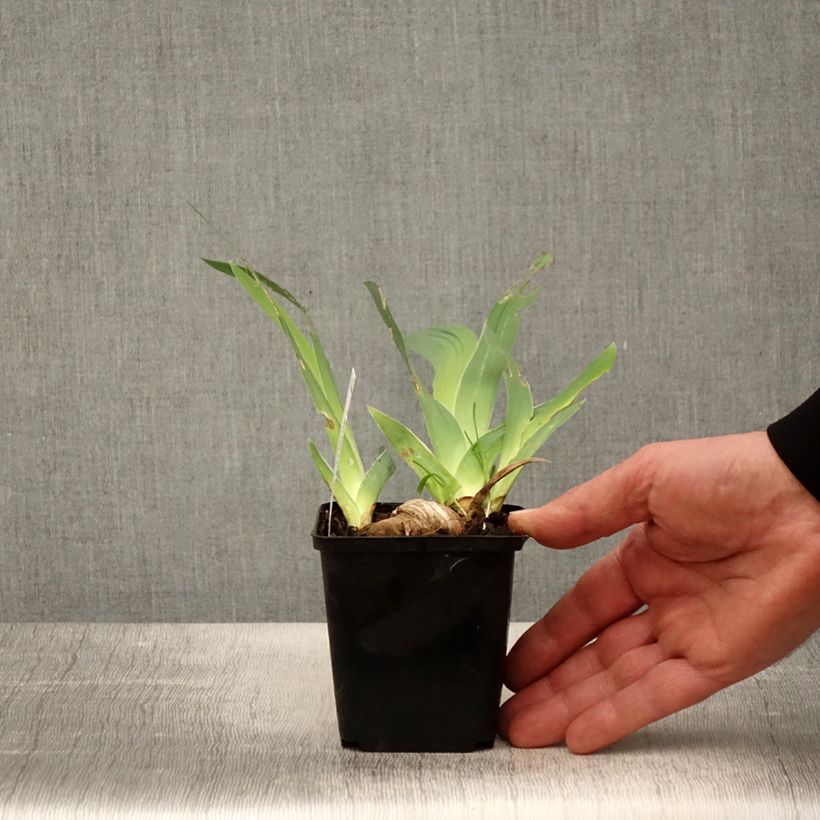 Spécimen de Iris germanica Ré la Blanche - Iris des Jardins Godet de 8/9 cm tel que livré au printemps