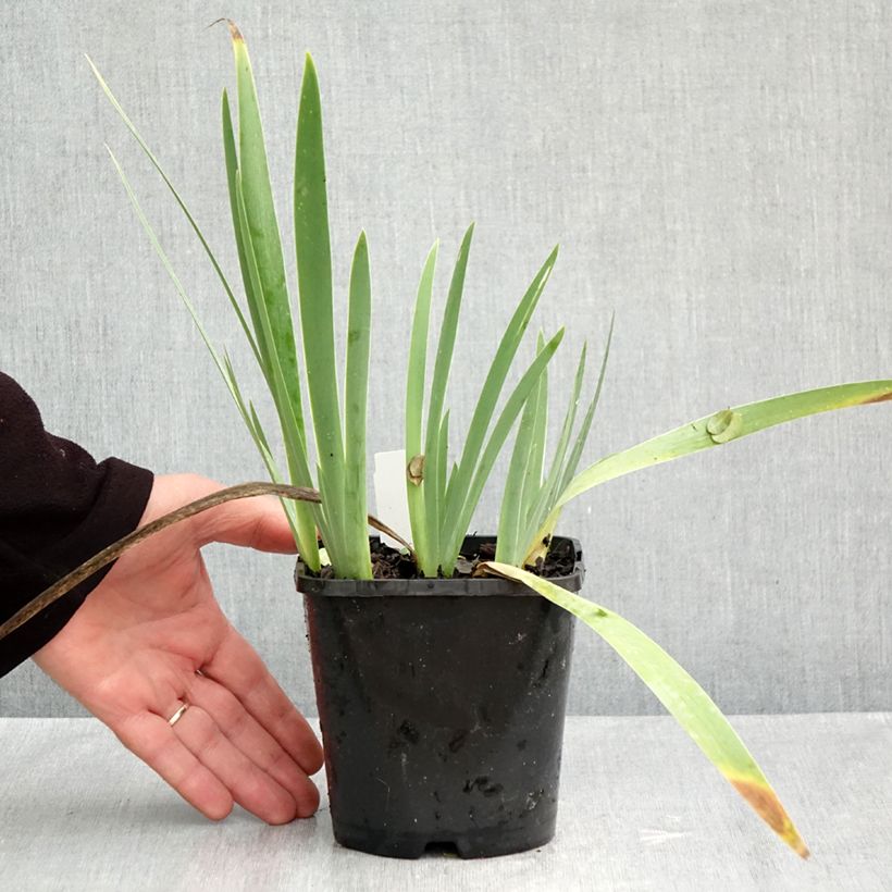 Spécimen de Iris germanica Red Orchid - Iris des Jardins Pot de 1,5L/2L tel que livré en automne