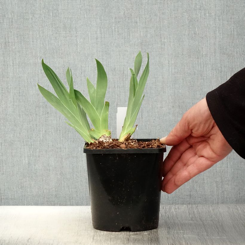 Spécimen de Iris germanica Red Orchid - Iris des Jardins Pot de 1,5L/2L tel que livré au printemps