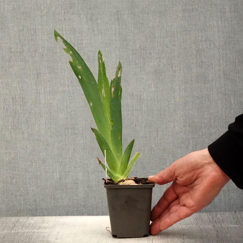 Spécimen de Iris germanica Ring Around Rosie - Iris des Jardins Godet de 8/9 cm tel que livré au printemps