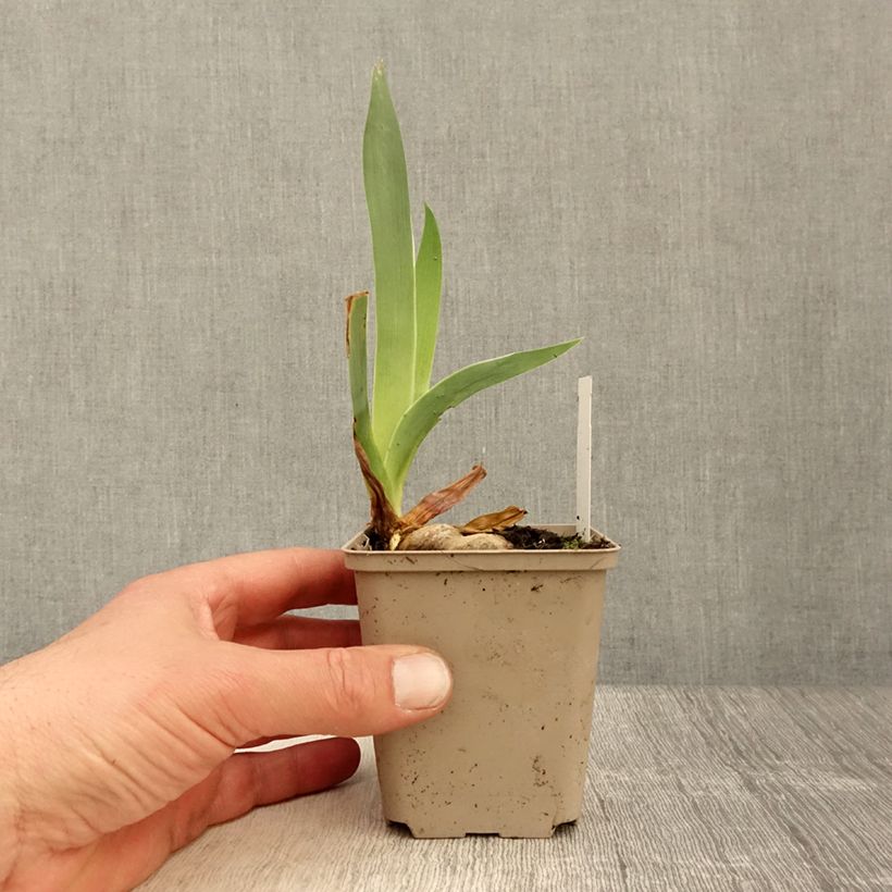 Spécimen de Iris germanica Rio de Oro - Iris des Jardins Godet de 8/9 cm tel que livré au printemps