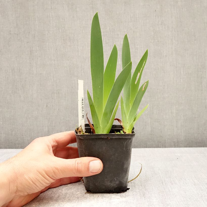 Spécimen de Iris germanica Rouge de Plaisir - Iris des Jardins Godet de 8/9 cm tel que livré au printemps