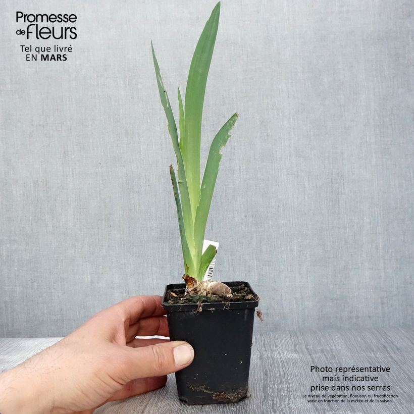 Spécimen de Iris germanica Saturn - Iris des Jardins Godet de 8/9 cm tel que livré au printemps
