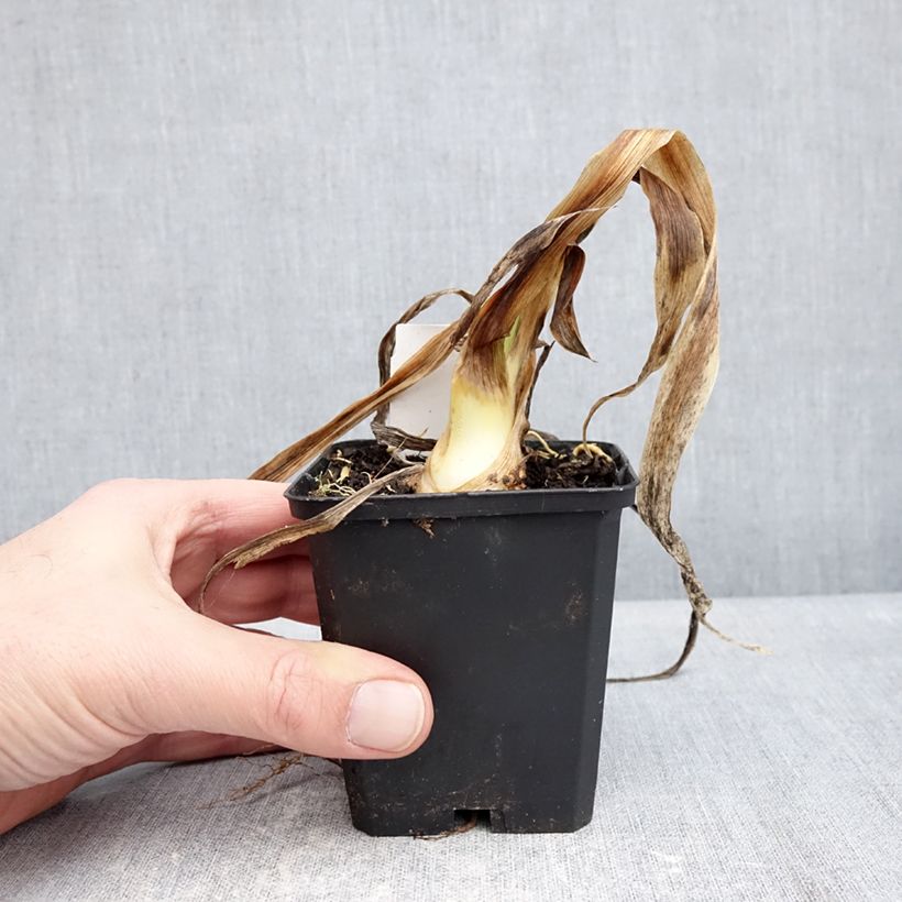 Spécimen de Iris germanica Sharp Dressed Man - Iris des Jardins Godet de 8/9 cm tel que livré en hiver