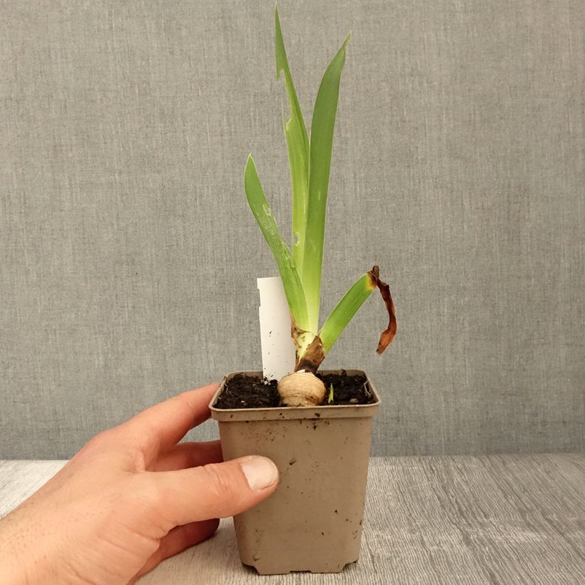 Spécimen de Iris germanica Sharper Image- Iris des Jardins Godet de 8/9 cm tel que livré au printemps