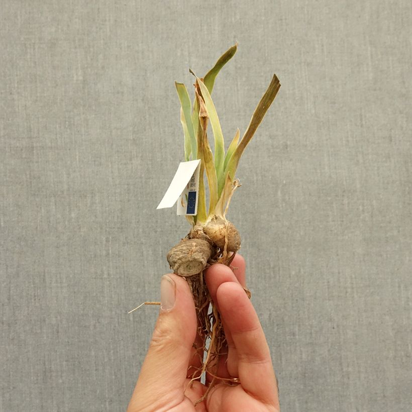 Spécimen de Iris germanica Sinister Desire - Iris des Jardins intermédiaire Rhizome tel que livré en hiver