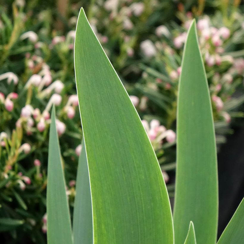 Iris germanica Siva Siva - Iris des Jardins (Feuillage)