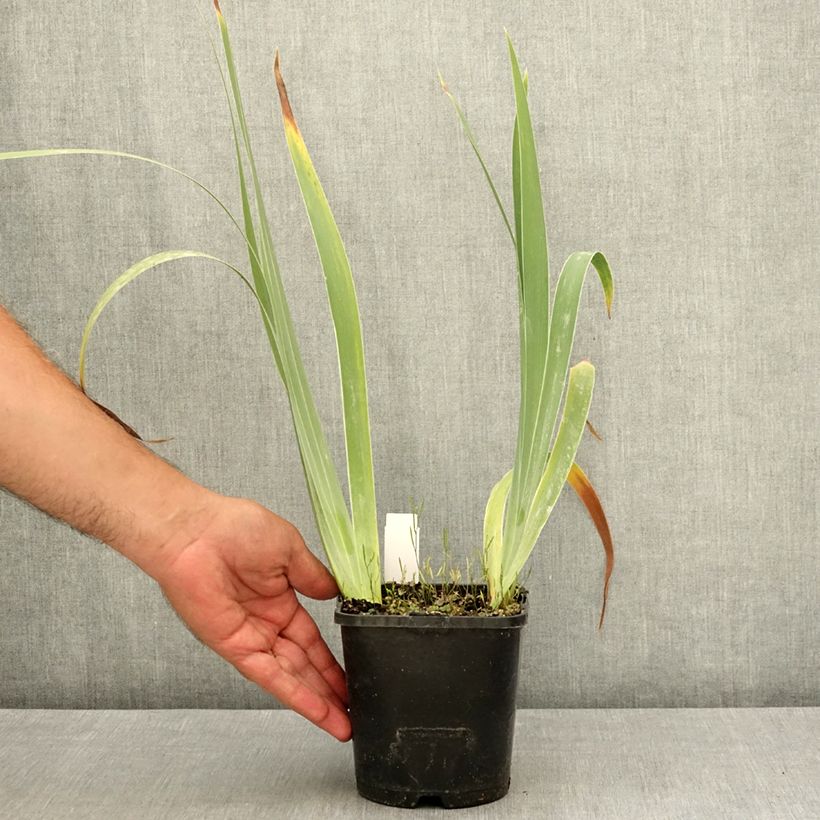 Spécimen de Iris germanica Siva Siva - Iris des Jardins Pot de 1,5L/2L tel que livré en été