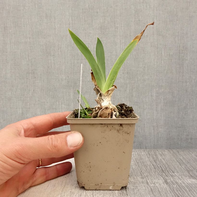 Spécimen de Iris germanica Siva Siva - Iris des Jardins Godet de 8/9 cm, Calibre 4/6 tel que livré au printemps