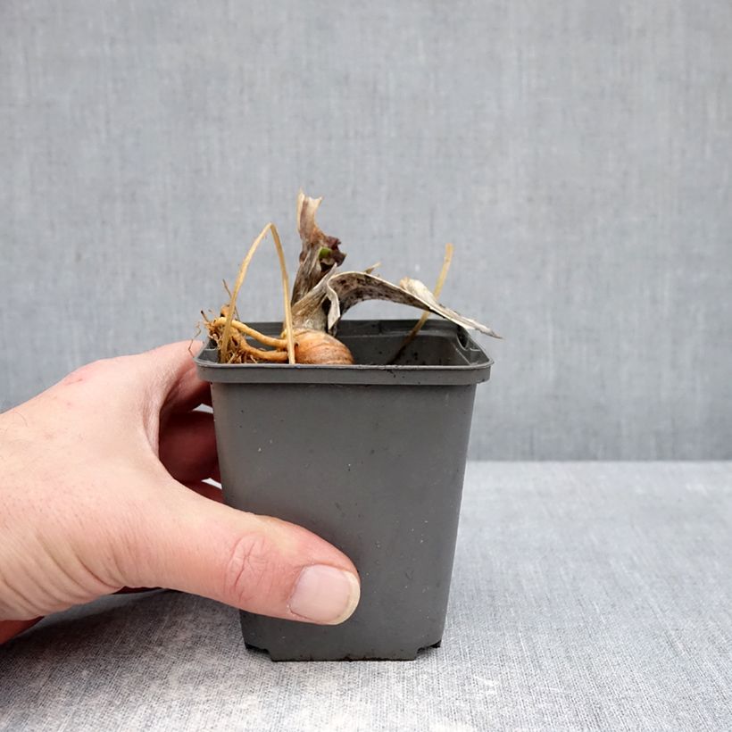 Spécimen de Iris germanica Skylark's Song - Iris des jardins Godet de 8/9 cm tel que livré en hiver