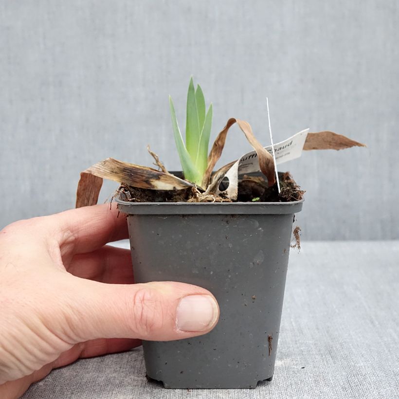 Spécimen de Iris Germanica Souffle Chaud - Iris des Jardins Godet de 8/9 cm tel que livré en hiver