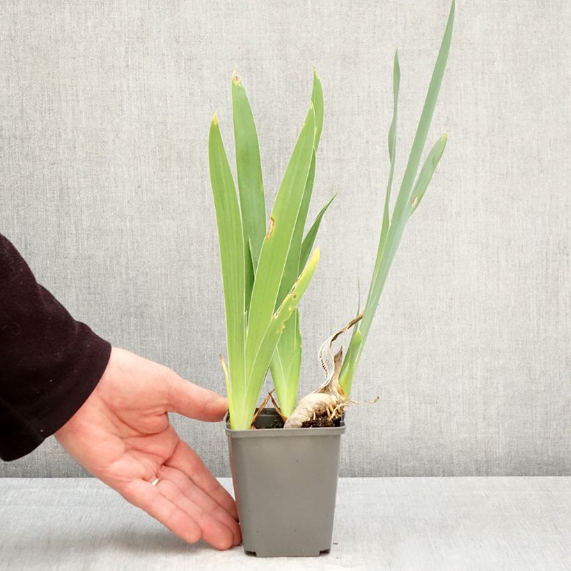 Spécimen de Iris Germanica Souffle Chaud - Iris des Jardins Godet de 8/9 cm tel que livré au printemps