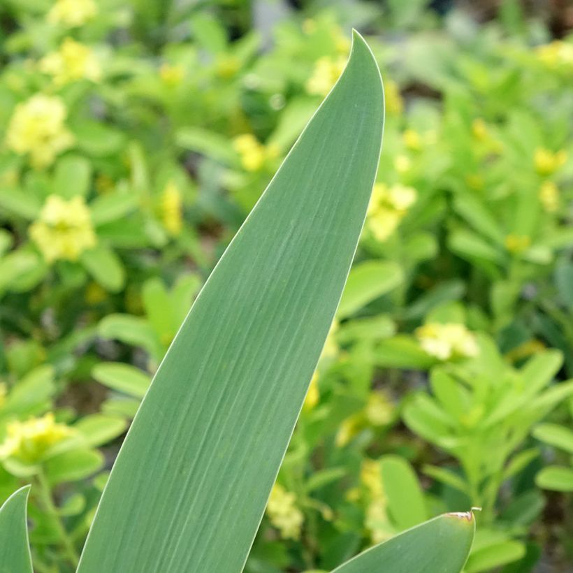 Iris Germanica Souffle Chaud - Iris des Jardins (Feuillage)