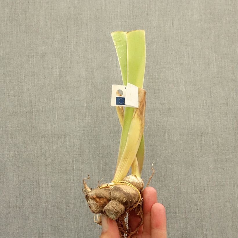 Spécimen de Iris germanica Spectator - Iris des Jardins intermédiaire Rhizome tel que livré en hiver