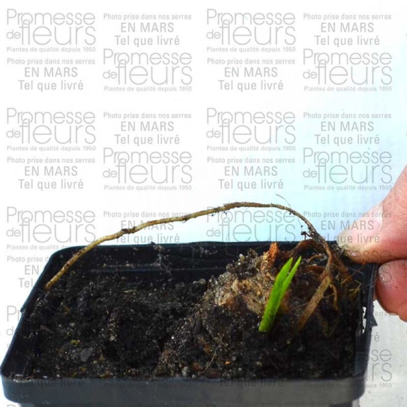 Exemple de spécimen de Iris germanica Striking Godet de 8/9 cm tel que livré