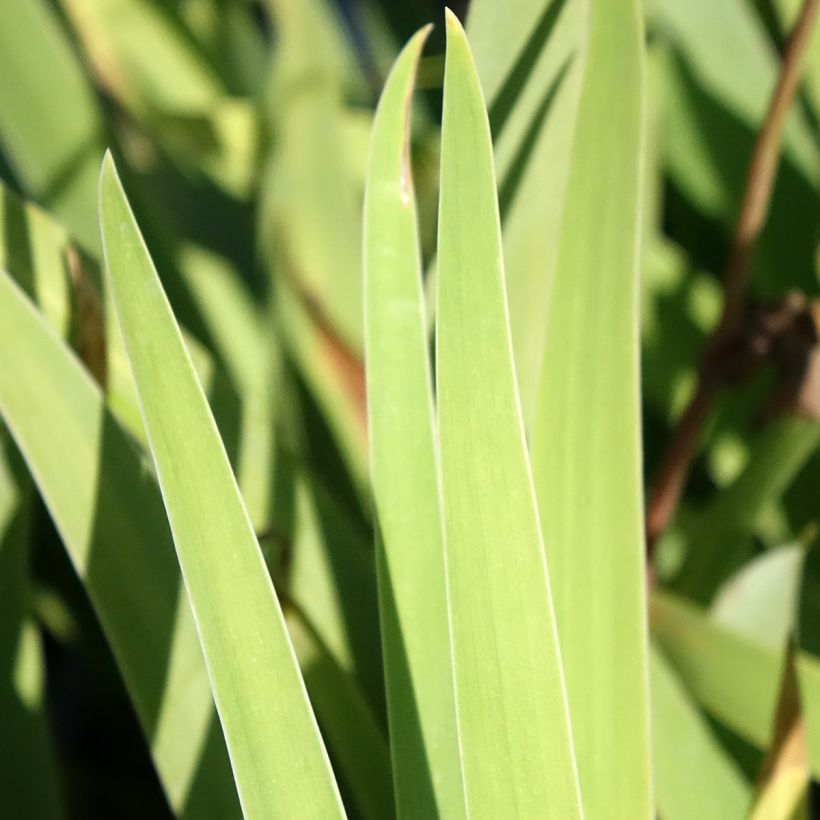 Iris germanica Sur la plage - Iris des Jardins (Feuillage)