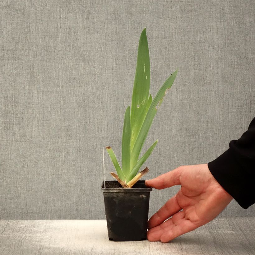 Spécimen de Iris germanica Tel Arlequin - Iris des Jardins Godet de 8/9 cm tel que livré au printemps