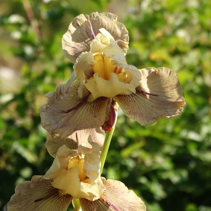 Iris germanica Thornbird (Floraison)