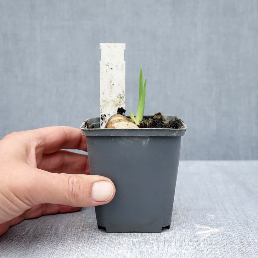 Spécimen de Iris germanica Tiger Honey Godet de 8/9 cm tel que livré en automne
