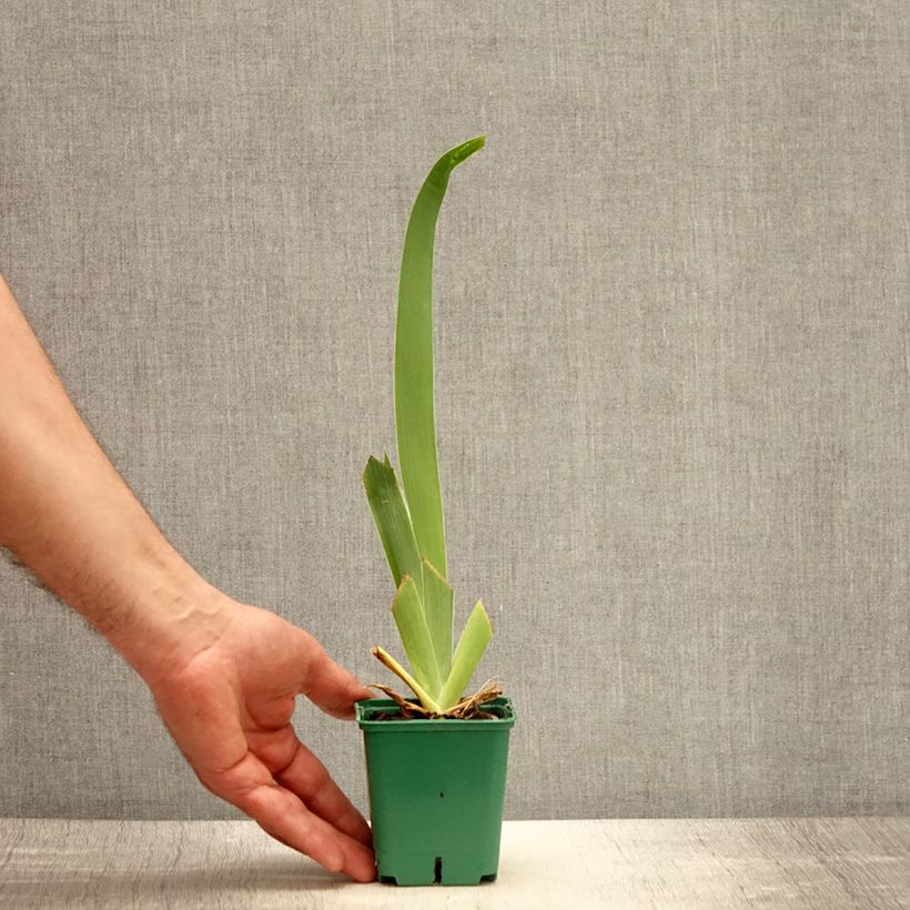 Spécimen de Iris germanica Tuxedo - Iris des Jardins Godet de 8/9 cm tel que livré au printemps