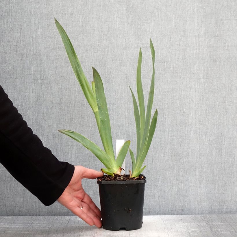 Spécimen de Iris germanica Tuxedo - Iris des Jardins Pot de 1,5L/2L tel que livré au printemps