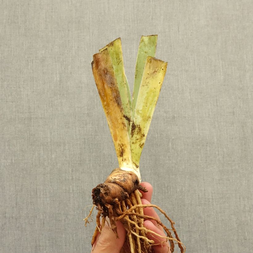 Spécimen de Iris germanica Verdissant - Iris des Jardins intermédiaire Rhizome tel que livré en hiver