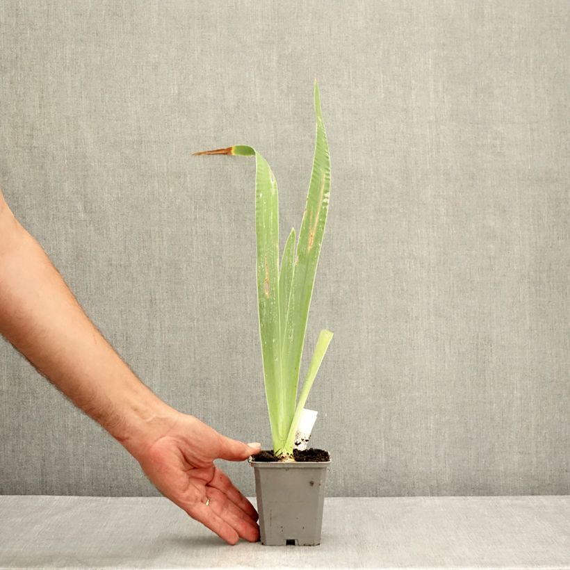 Spécimen de Iris germanica Virgule - Iris des Jardins Godet de 8/9 cm tel que livré en été