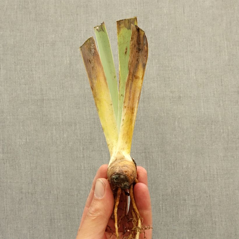Spécimen de Iris germanica Vitrail - Iris des Jardins intermédiaire Rhizome tel que livré en hiver