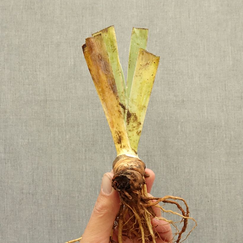 Spécimen de Iris germanica Wrangler - Iris des Jardins intermédiaire Rhizome tel que livré en hiver