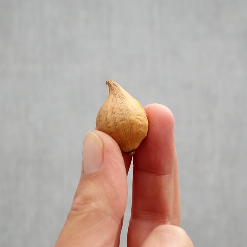 Spécimen de Iris Katharine's Gold Bulbe calibre 6+ tel que livré en automne