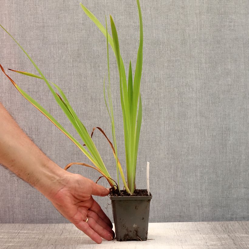 Spécimen de Iris laevigata - Iris d'eau japonais Godet de 8/9 cm tel que livré en été