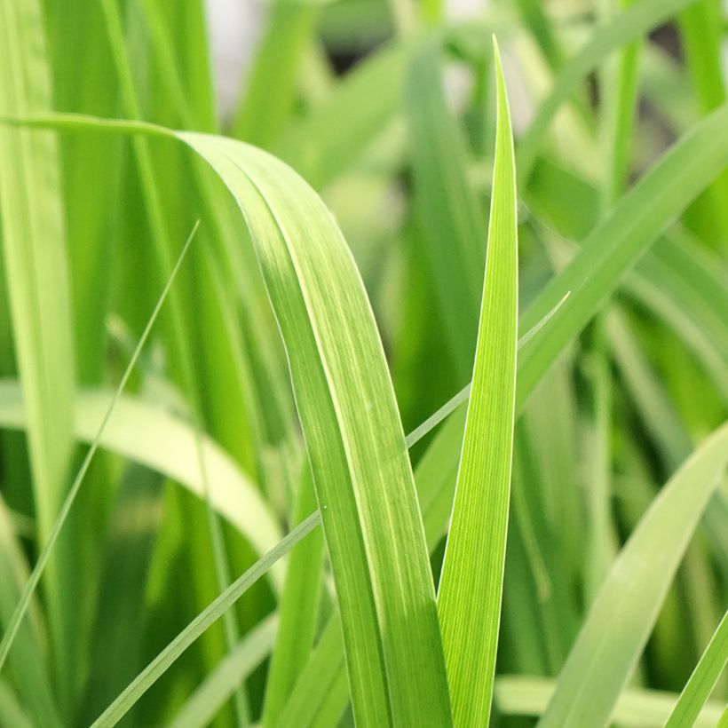 Iris laevigata Rose Queen - Iris d'eau japonais (Feuillage)