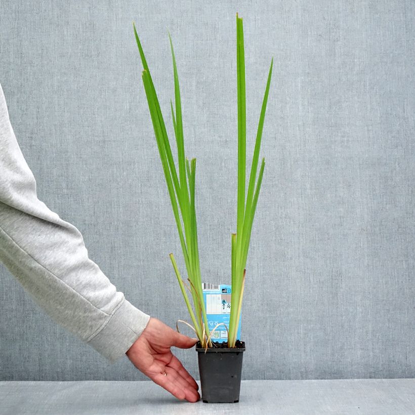 Spécimen de Iris laevigata Rose Queen - Iris d'eau japonais Godet de 8/9 cm tel que livré en été