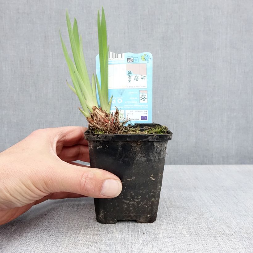 Spécimen de Iris laevigata Snowdrift Godet de 8/9 cm tel que livré au printemps