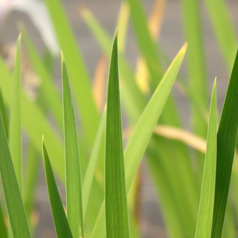 Iris laevigata Snowdrift (Feuillage)