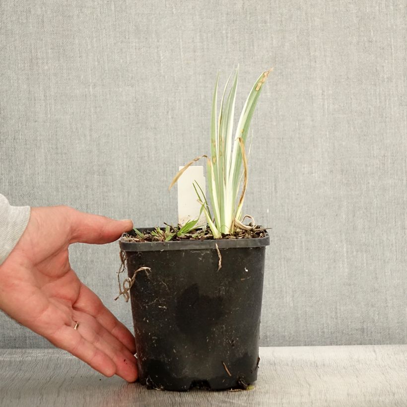 Spécimen de Iris pallida Variegata - Iris pâle panaché de jaune Pot de 1,5L/2L tel que livré en automne