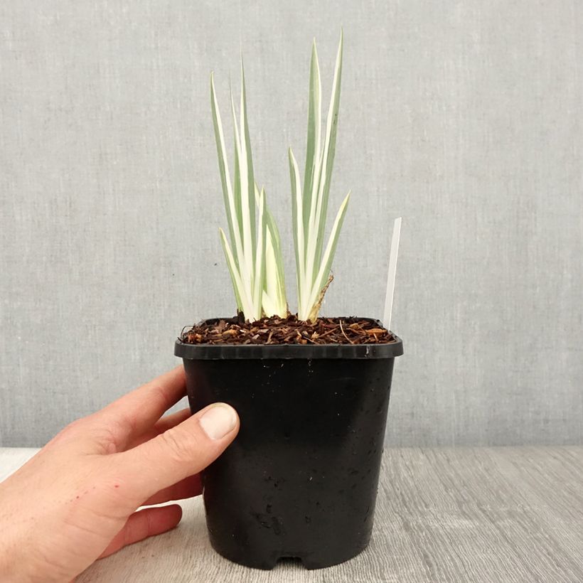 Spécimen de Iris pallida Variegata - Iris pâle panaché de jaune. Pot de 1,5L/2L tel que livré au printemps