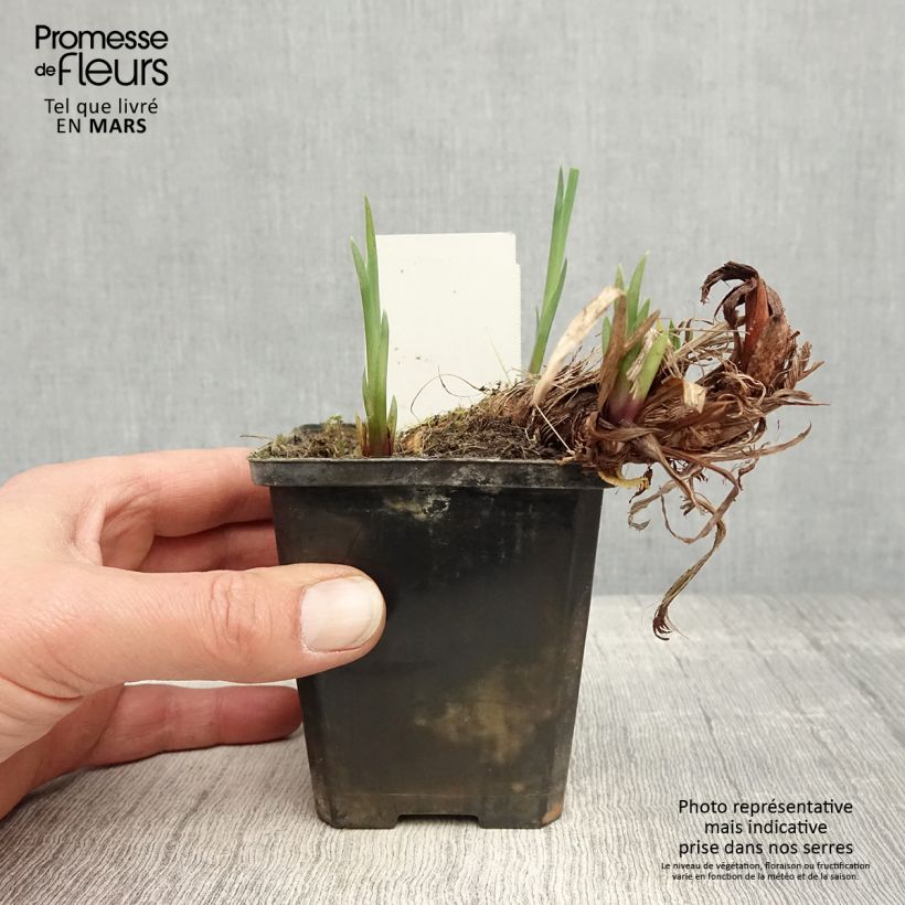 Spécimen de Iris pseudacorus var. bastardii - Iris des marais Godet de 8/9 cm tel que livré au printemps